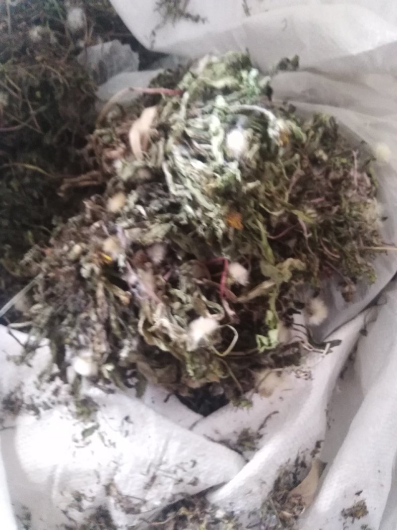 药用婆婆丁，野生蒲公英，药用蒲公英，泡茶用，带花带根干货