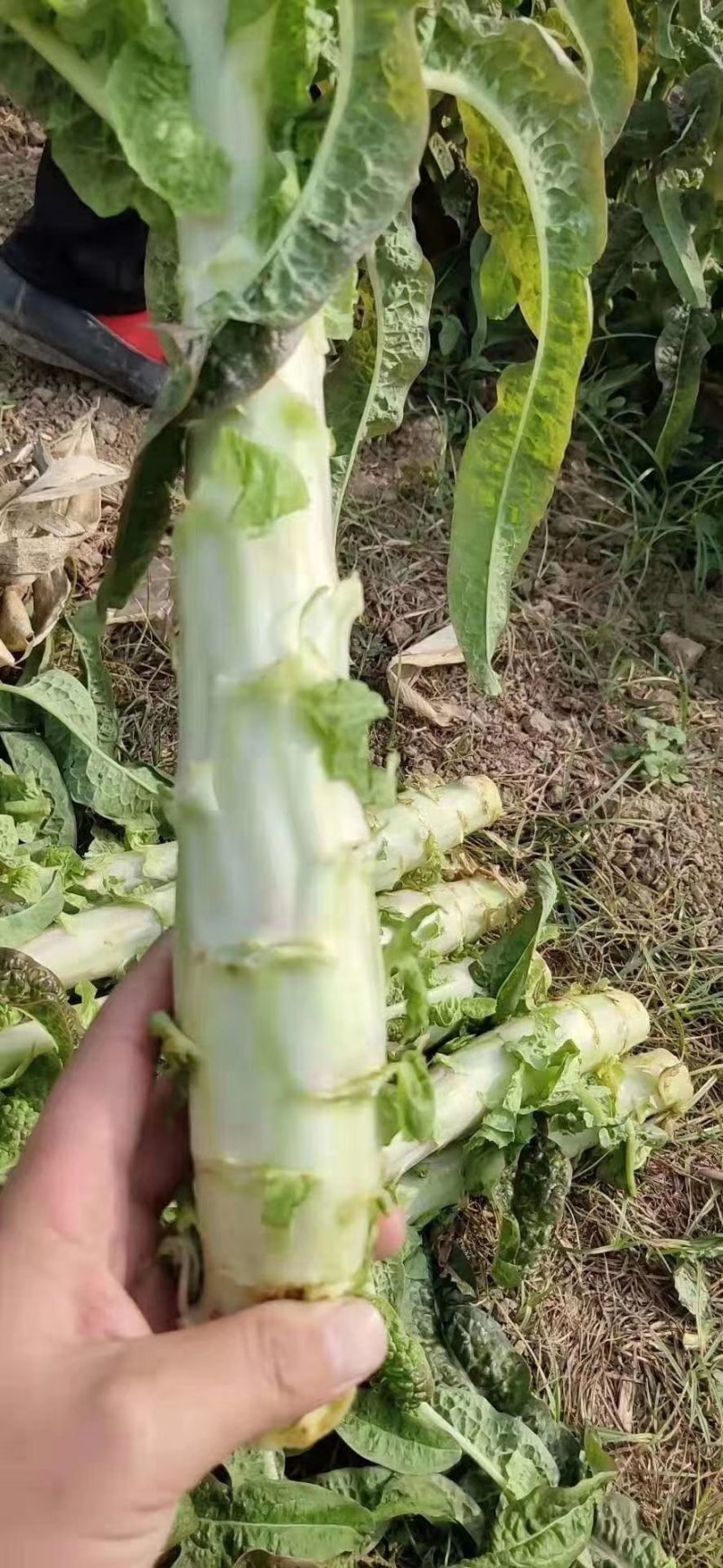 🔥精品莴笋新鲜上市产地直销量大从优