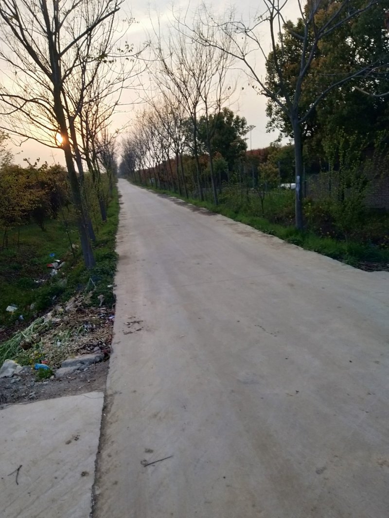 栾树，杆直冠美，价格实惠