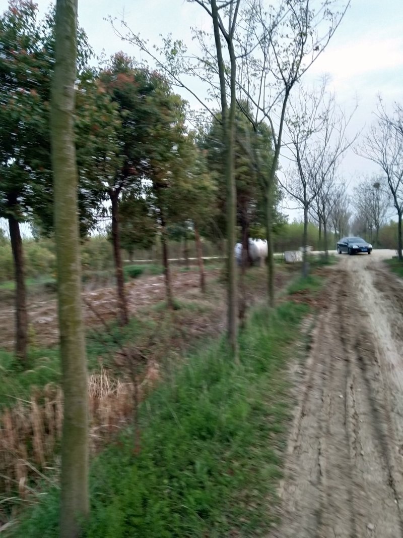 栾树，杆直冠美，价格实惠