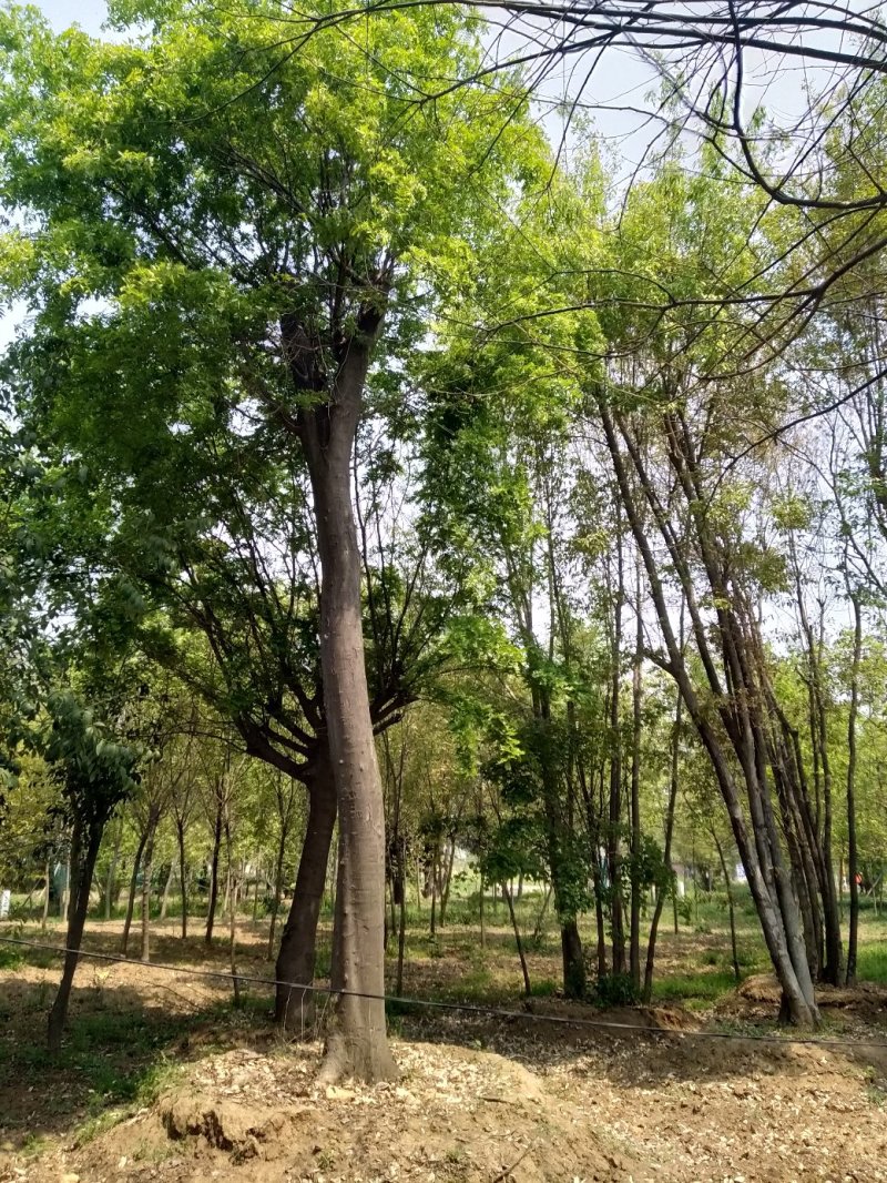 皂角树，精品皂角，货真价实