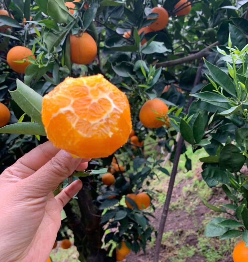 【秭归脐橙】，大量供应，价钱实惠！果园看货