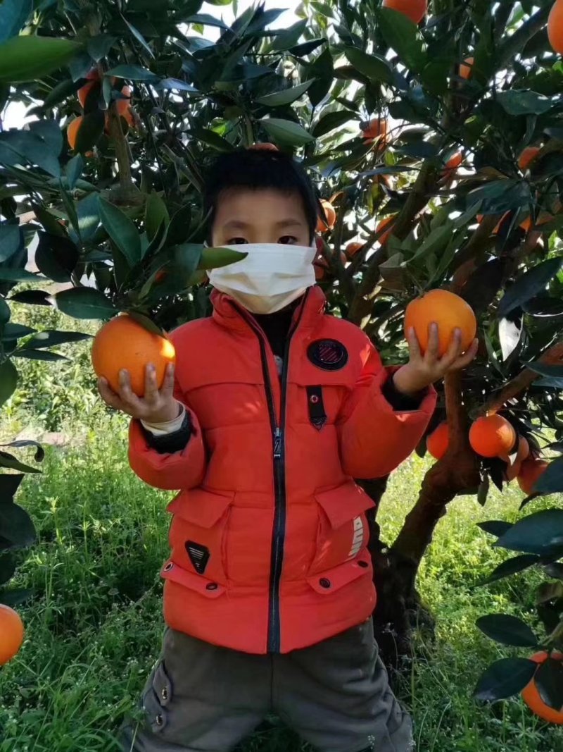 【秭归脐橙】，大量供应，价钱实惠！果园看货