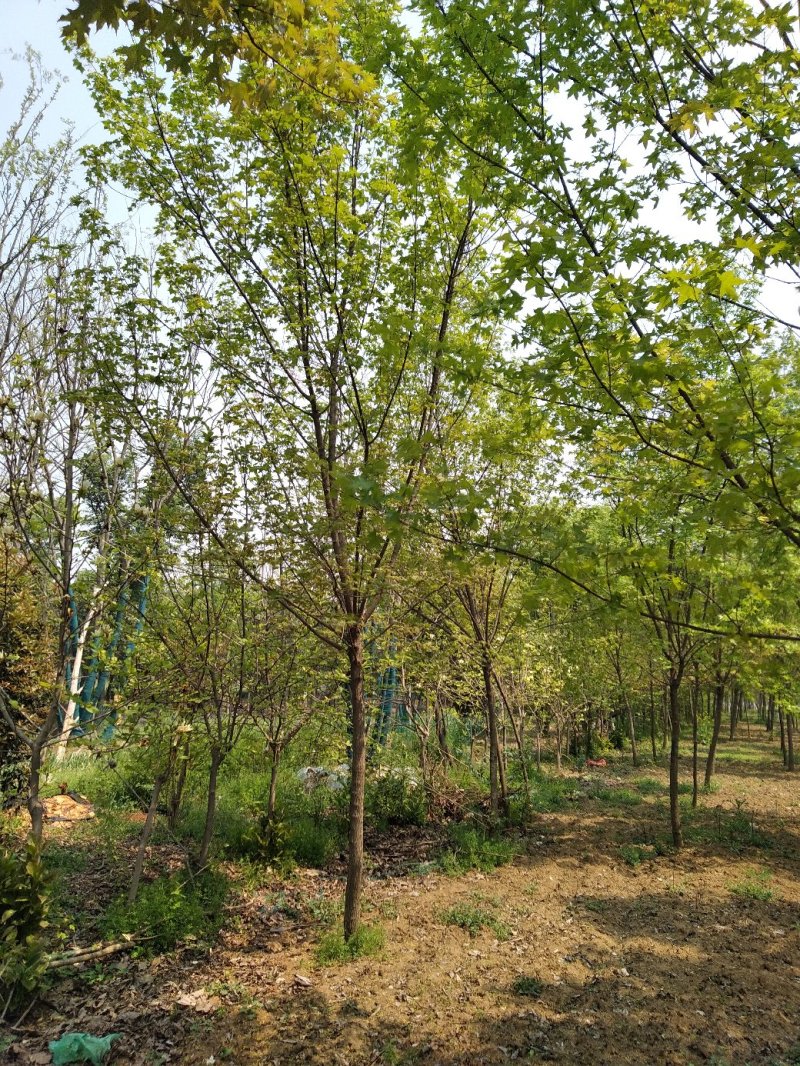 元宝枫，树形优美，杆直帽圆