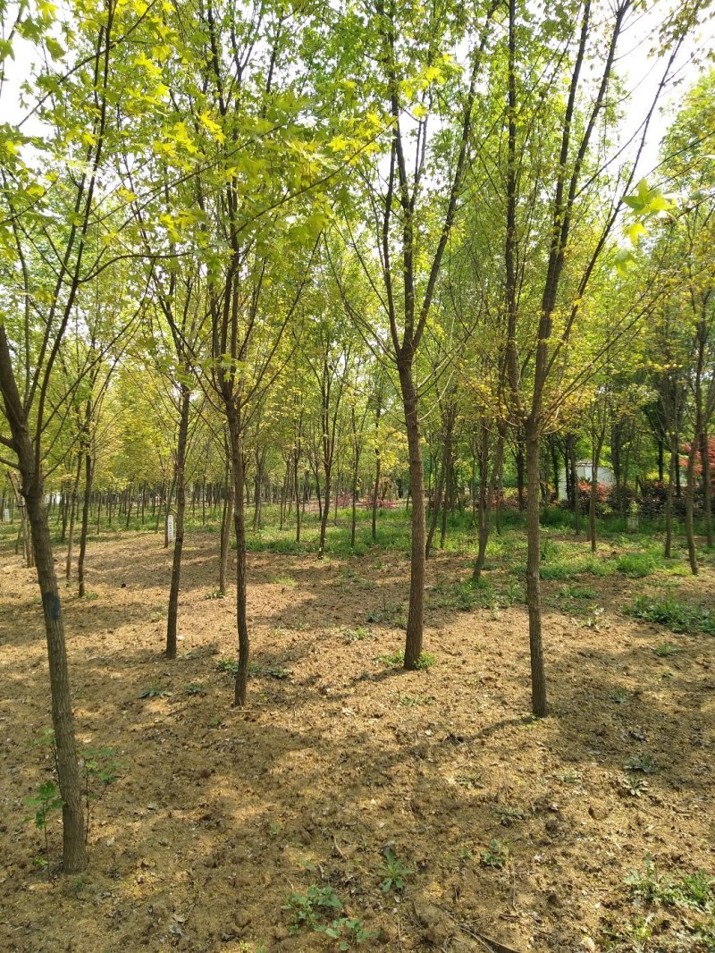 元宝枫，树形优美，杆直帽圆