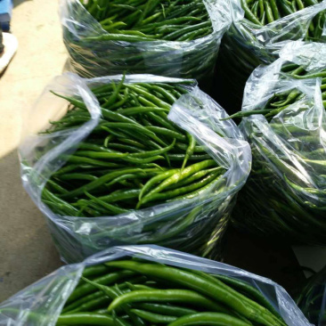 线椒，川椒，大量上市中，各种辣椒🌶️。