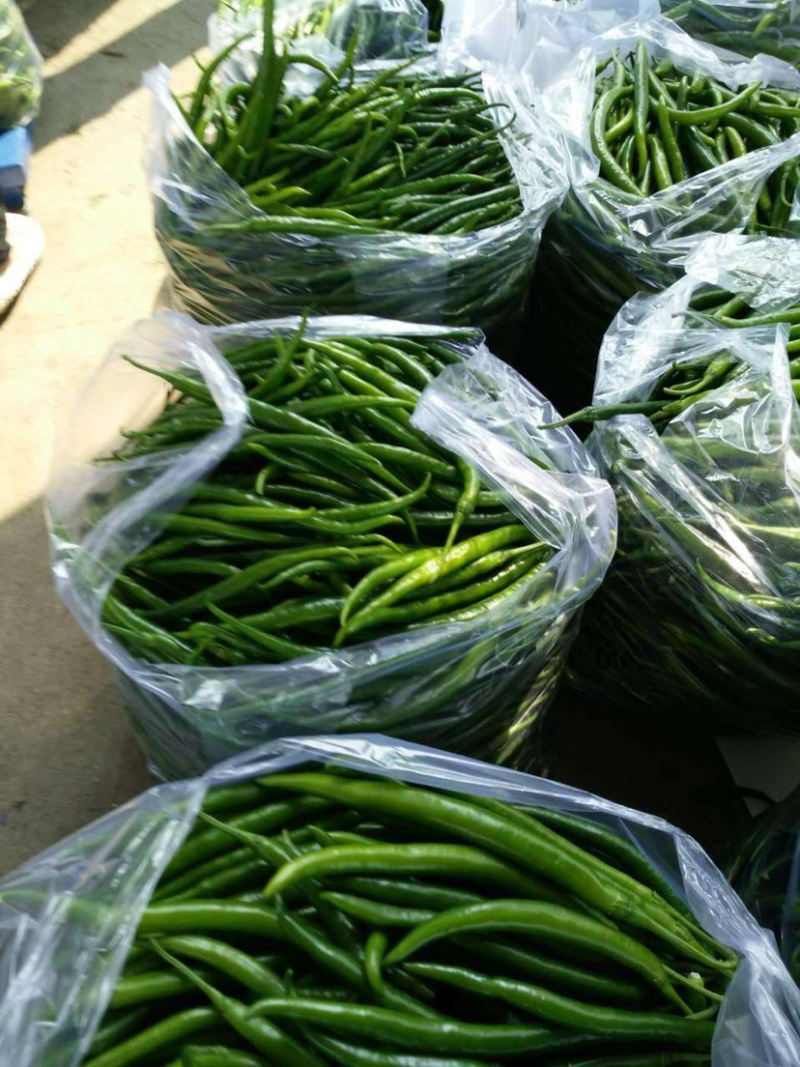 线椒，川椒，大量上市中，各种辣椒🌶️。