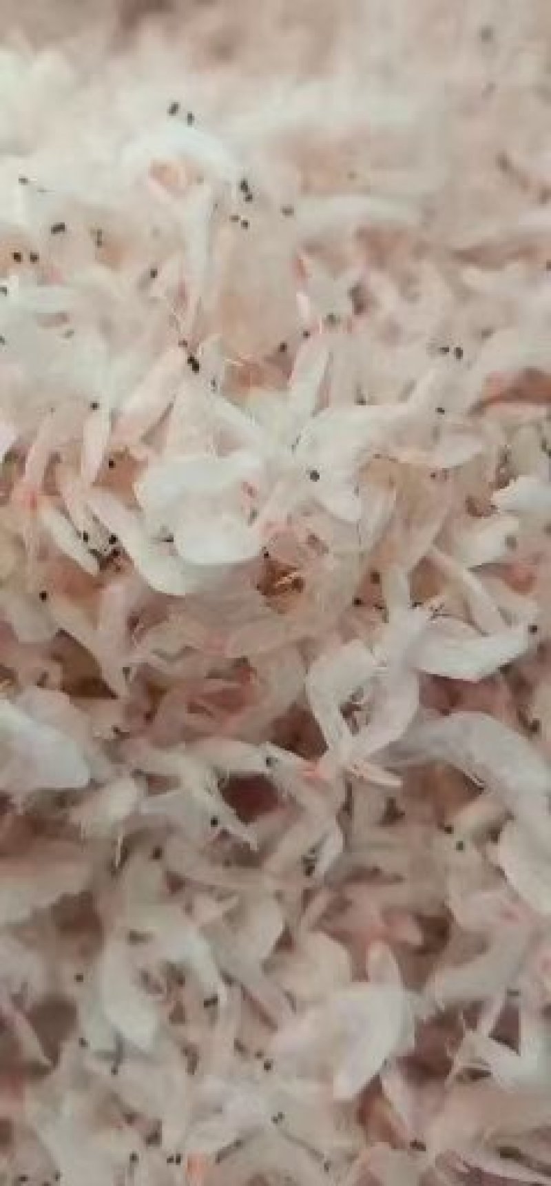 无盐淡干虾皮，老人孩子的补钙神器，一手货源量大从优
