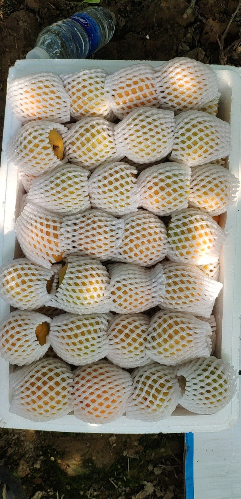 金太阳杏