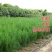 侧柏苗柏树苗各种规20-300侧柏基地侧柏批发侧柏杯苗