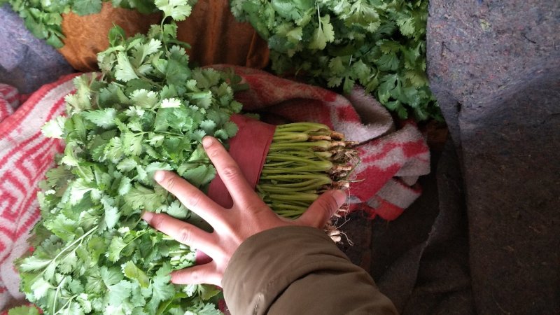 精品大叶香菜颜色绿根粗15~25厘米以上