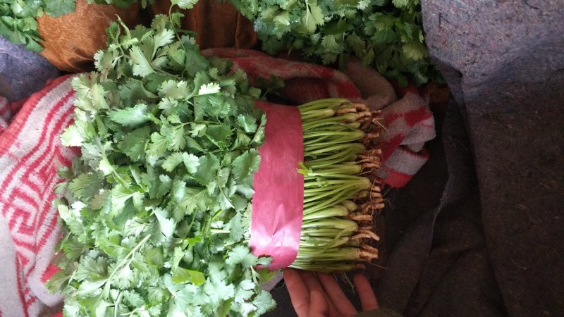 精品大叶香菜颜色绿根粗15~25厘米以上