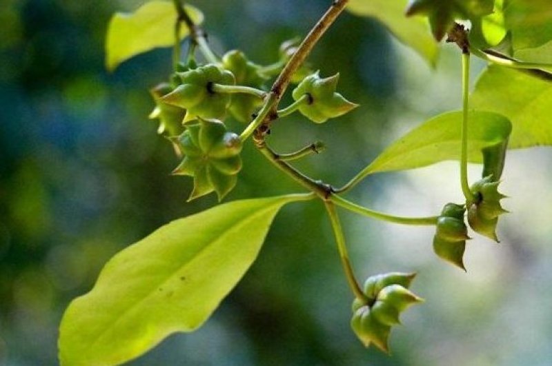 中药材八角茴香调料大茴香哪里买八角价格中药材批发零售大全