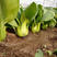 夏季耐热青梗菜种子小油菜种子直立性强颜色油绿