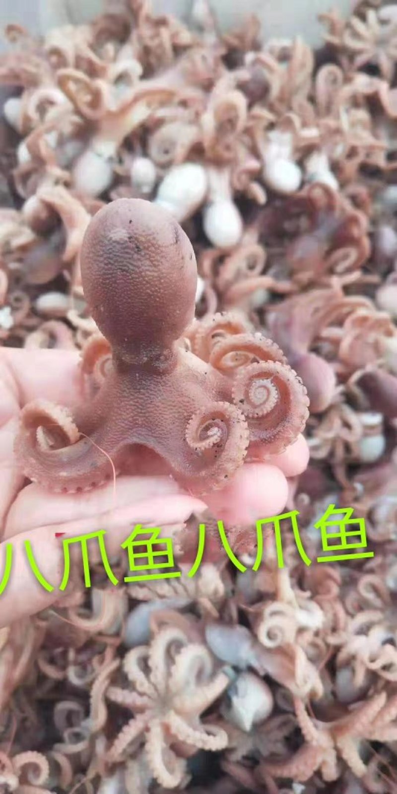 八爪鱼，大爆头，章鱼一款熟鱼可以直接吃