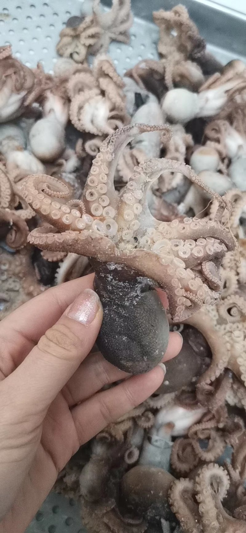 八爪鱼，大爆头，章鱼一款熟鱼可以直接吃