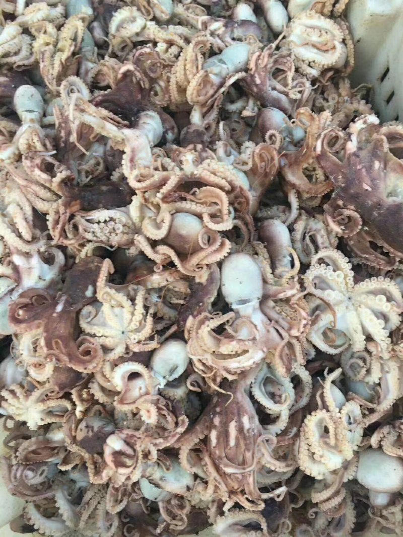 八爪鱼，大爆头，章鱼一款熟鱼可以直接吃