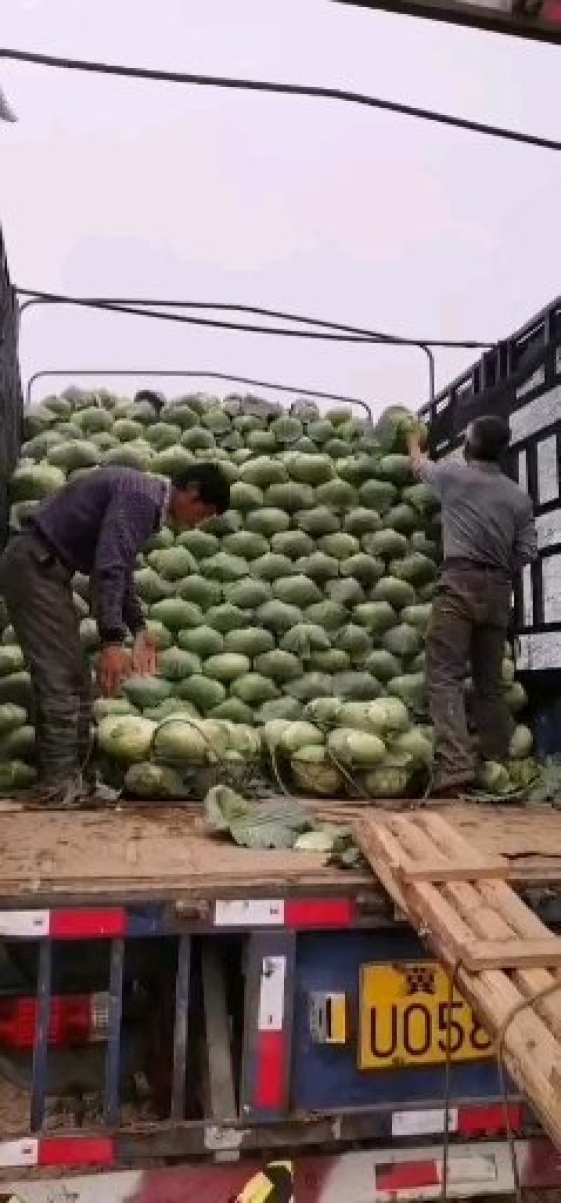 京丰一号奥基丽，扁包菜专发全国加工厂超市