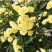 四季甜蜜黄木香花苗爬藤植物庭院阳台浓香白红木香花盆栽攀爬