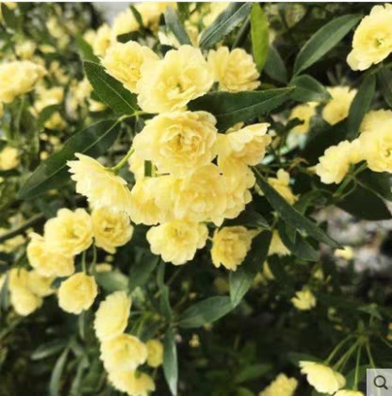 四季甜蜜黄木香花苗爬藤植物庭院阳台浓香白红木香花盆栽攀爬