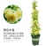 四季甜蜜黄木香花苗爬藤植物庭院阳台浓香白红木香花盆栽攀爬