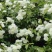 四季甜蜜黄木香花苗爬藤植物庭院阳台浓香白红木香花盆栽攀爬