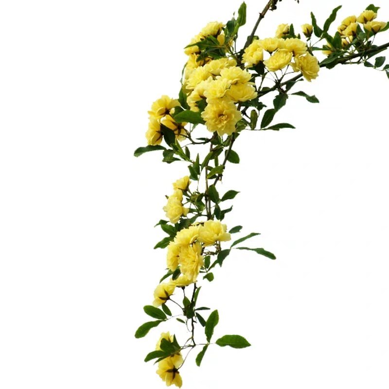 四季甜蜜黄木香花苗爬藤植物庭院阳台浓香白红木香花盆栽攀爬