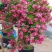 四季甜蜜黄木香花苗爬藤植物庭院阳台浓香白红木香花盆栽攀爬