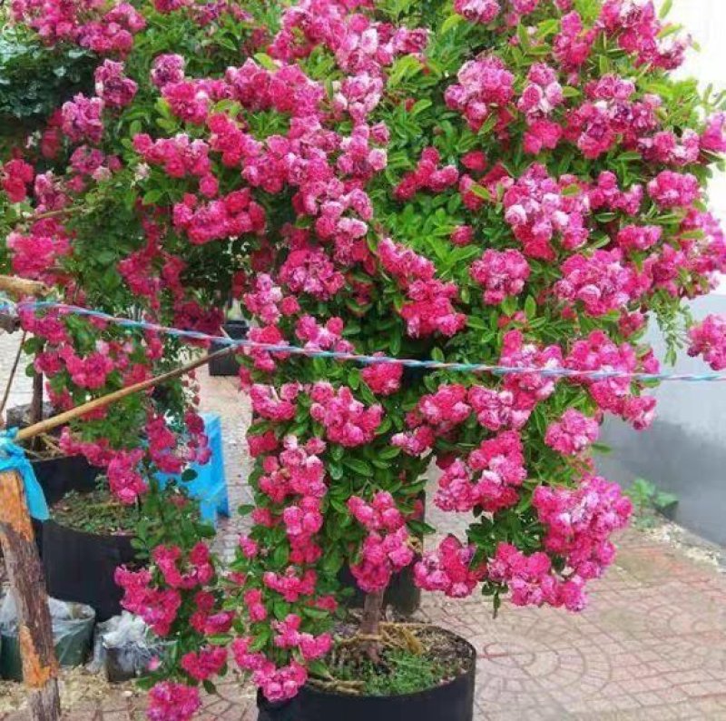 四季甜蜜黄木香花苗爬藤植物庭院阳台浓香白红木香花盆栽攀爬