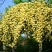 四季甜蜜黄木香花苗爬藤植物庭院阳台浓香白红木香花盆栽攀爬