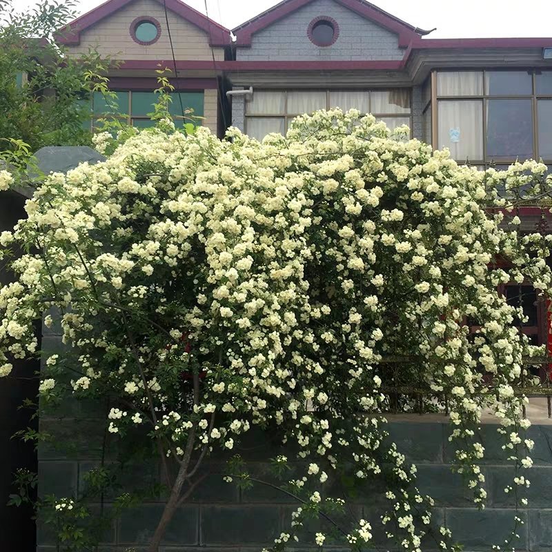 四季甜蜜黄木香花苗爬藤植物庭院阳台浓香白红木香花盆栽攀爬