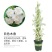 四季甜蜜黄木香花苗爬藤植物庭院阳台浓香白红木香花盆栽攀爬