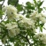 四季甜蜜黄木香花苗爬藤植物庭院阳台浓香白红木香花盆栽攀爬