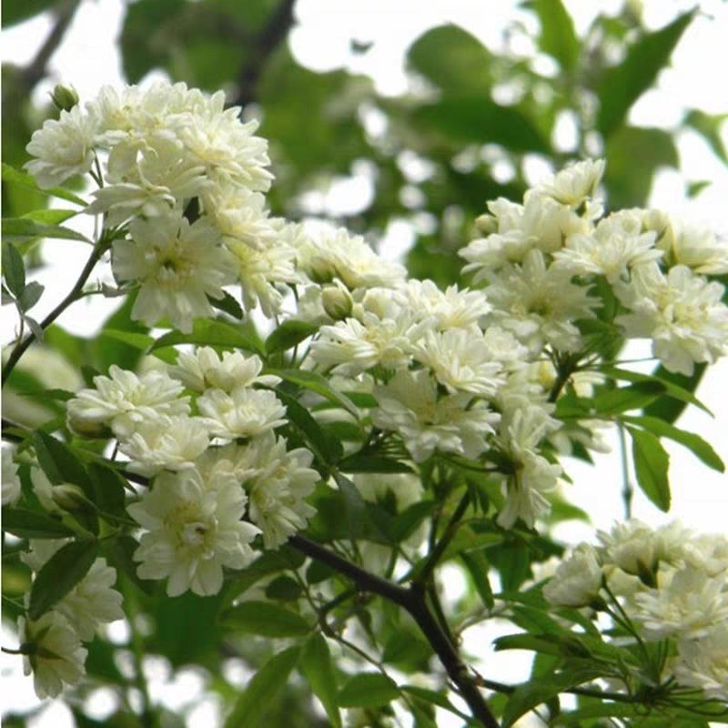 四季甜蜜黄木香花苗爬藤植物庭院阳台浓香白红木香花盆栽攀爬