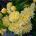 四季甜蜜黄木香花苗爬藤植物庭院阳台浓香白红木香花盆栽攀爬