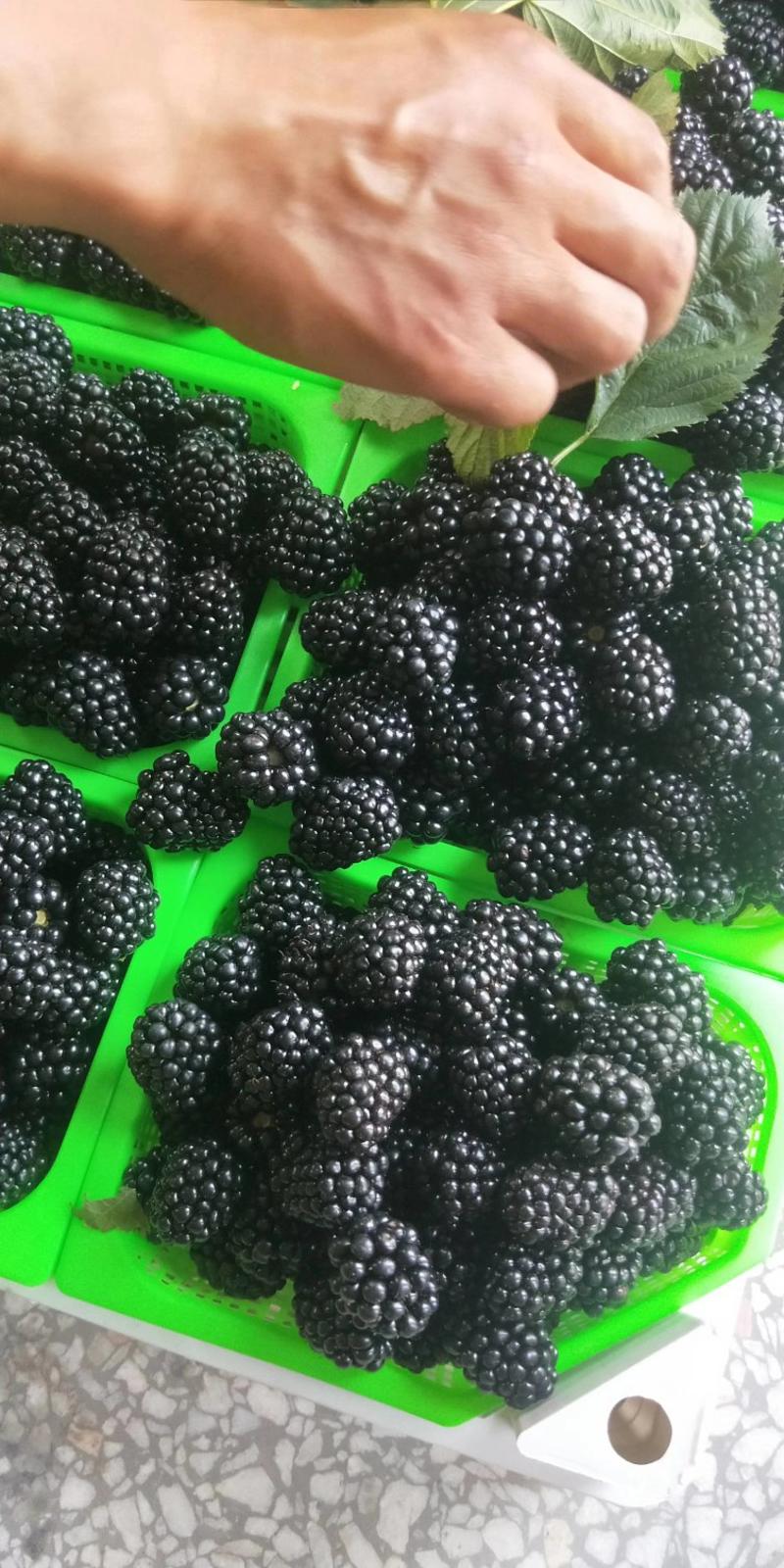 黑莓鲜果