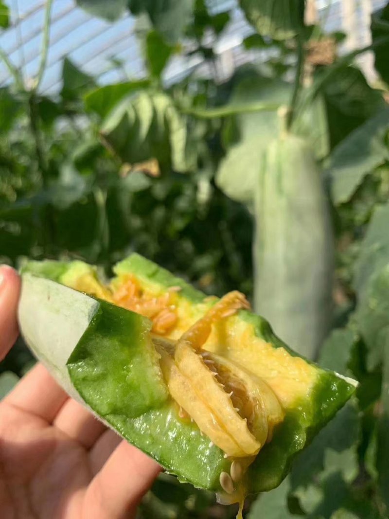 【欢迎来电咨询】博洋61口感脆甜，基地直发，量大从优