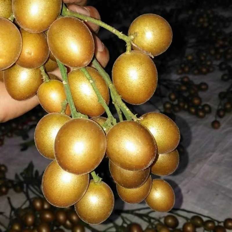贵妃黄皮，黑黄皮，妃子笑荔枝苗！各种龙眼苗！