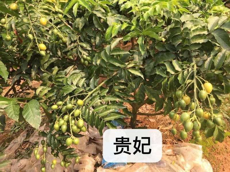 贵妃黄皮，黑黄皮，妃子笑荔枝苗！各种龙眼苗！