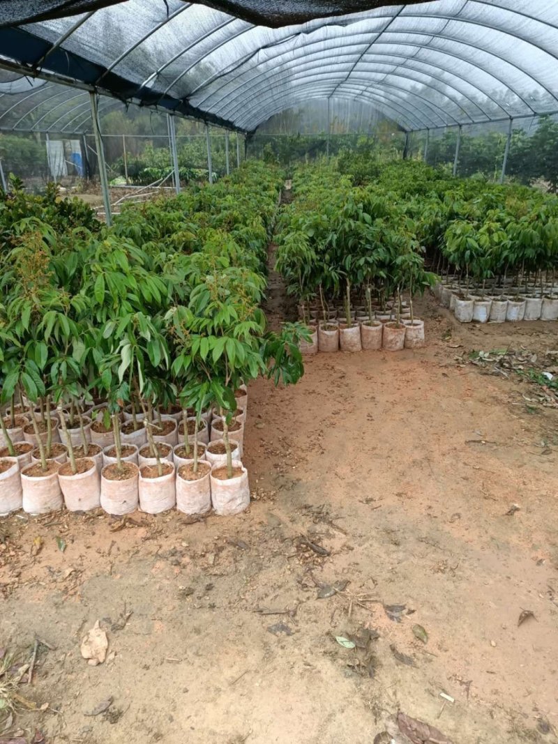 贵妃黄皮，黑黄皮，妃子笑荔枝苗！各种龙眼苗！