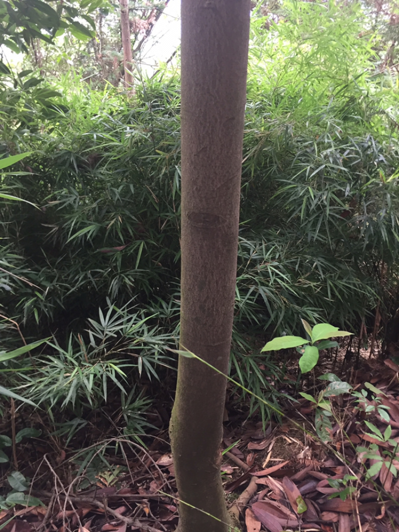 桂皮