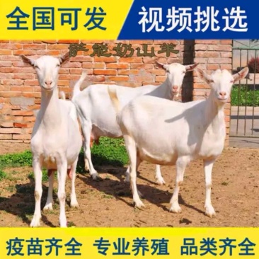 萨能奶山羊山东纯种奶山羊繁育基地一只包邮全国各地发货