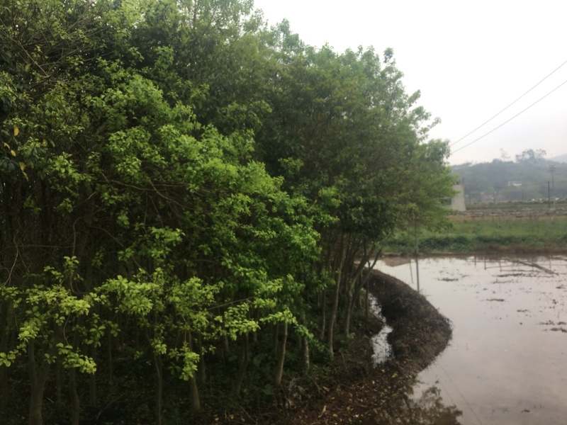 龙胆木，风景木