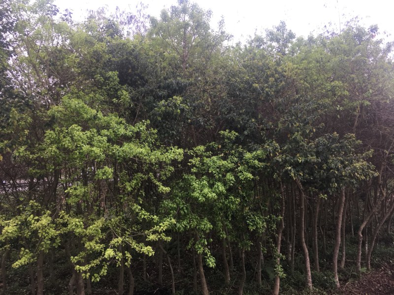 龙胆木，风景木