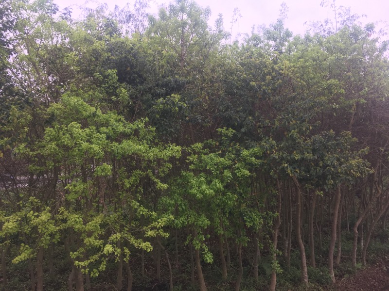 龙胆木，风景木