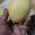 【优】皇冠梨，河北皇冠梨开始大量上市，有需要的客商联系！