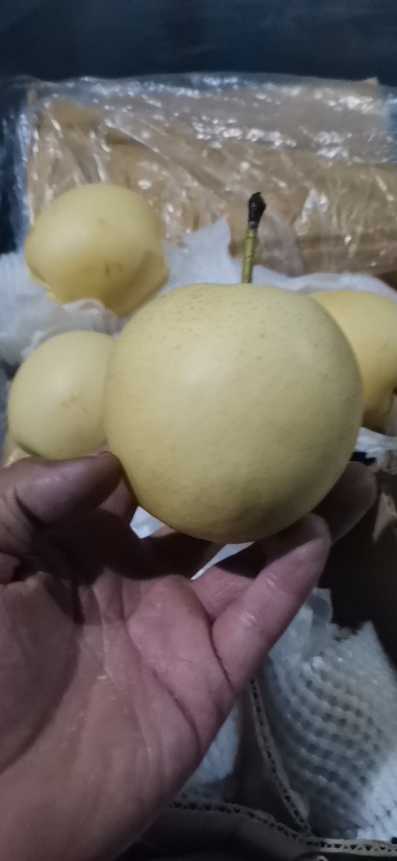【优】皇冠梨，河北皇冠梨开始大量上市，有需要的客商联系！