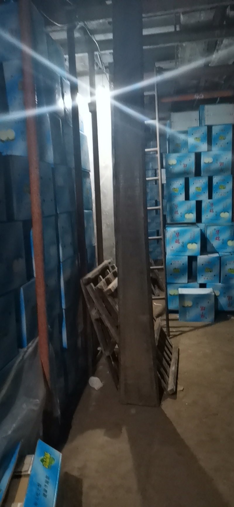 【优】皇冠梨，河北皇冠梨开始大量上市，有需要的客商联系！