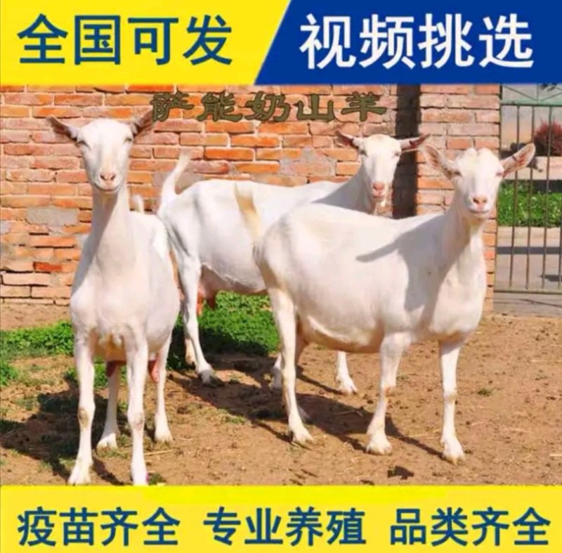 纯种萨能奶山羊养殖萨能奶山羊祝您发家致富一天产10