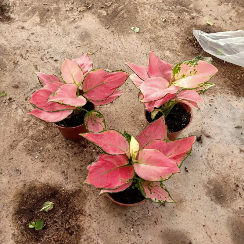 基地植物吉利红盆栽吉祥如意皇后观叶盆栽